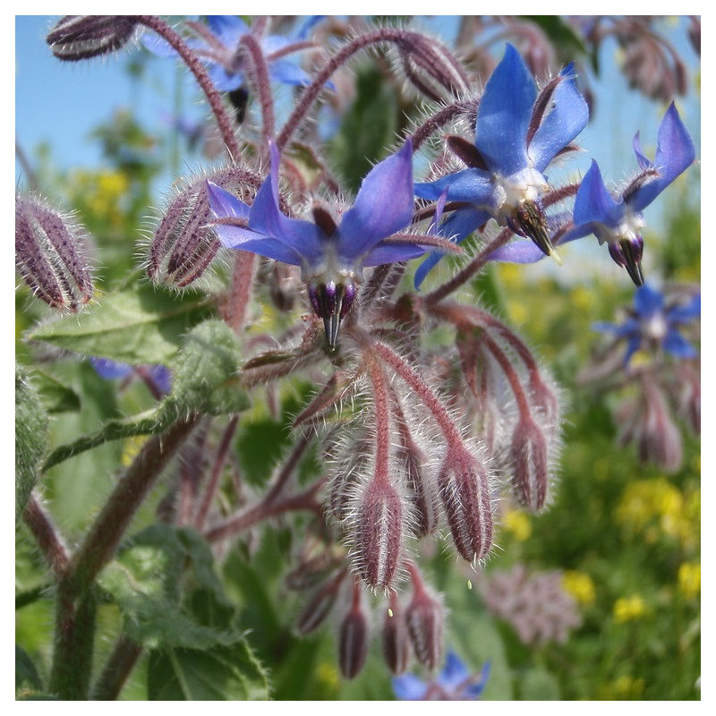 Bourrache officinale