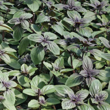 Basilic du Kilimandjaro