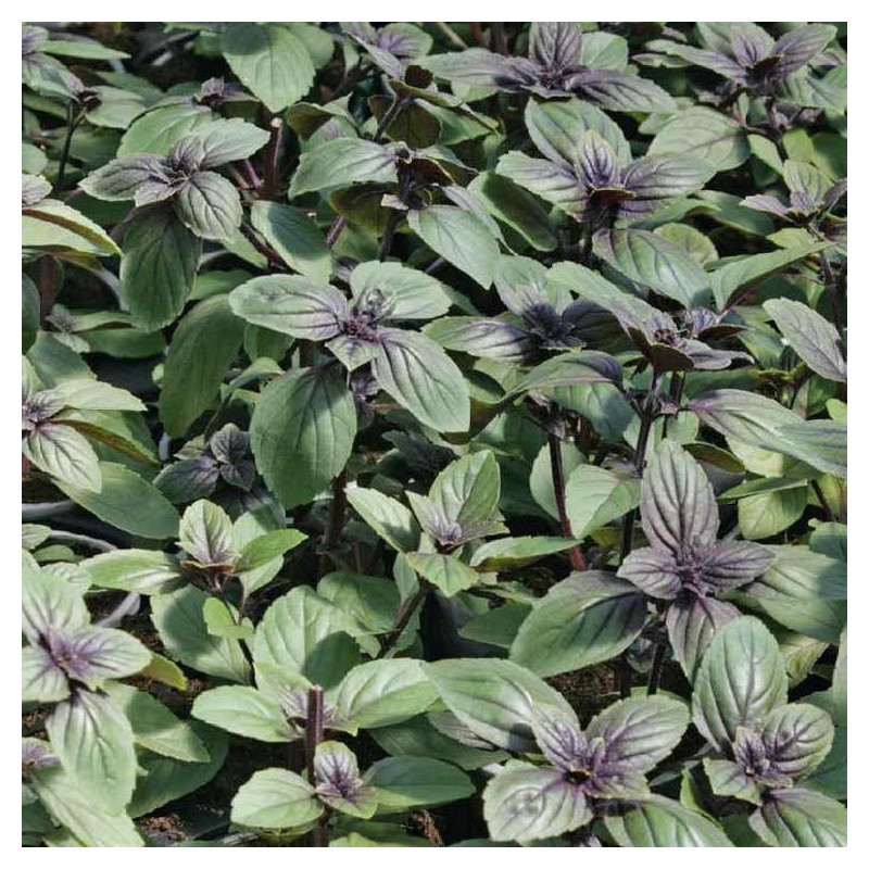 Basilic du Kilimandjaro