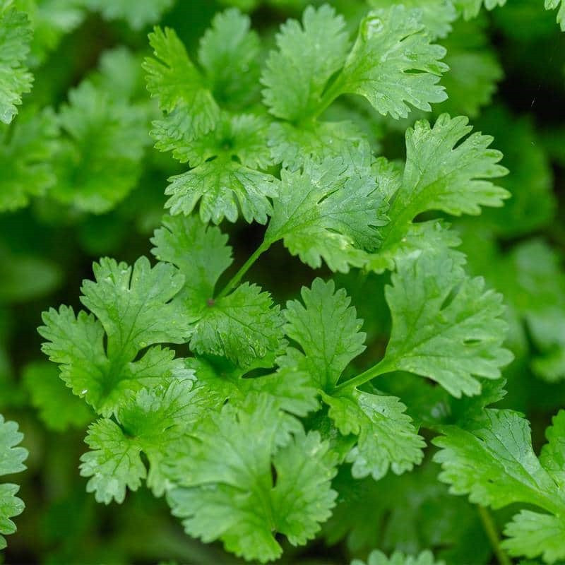 Coriandre