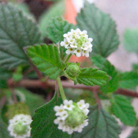 Herbe sucrée des Aztèques