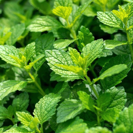Mélisse citronnelle