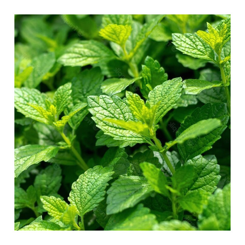 Mélisse citronnelle