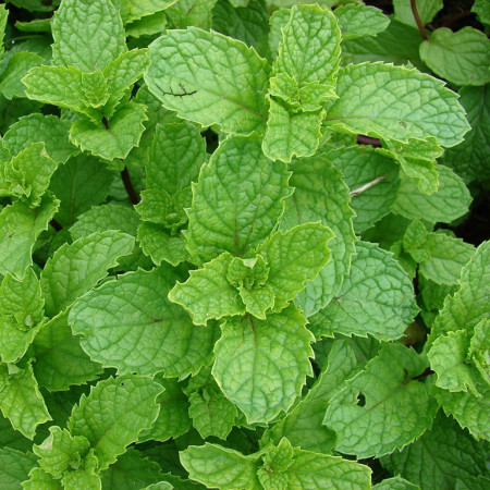 Menthe verte