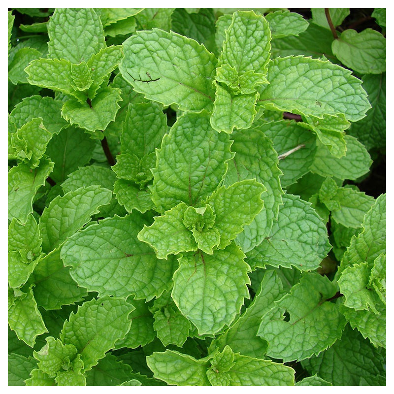 Menthe verte