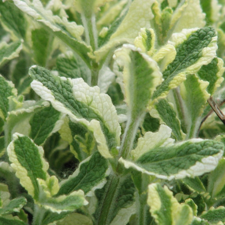 Menthe Ananas (panachée)