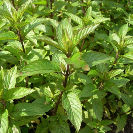 Menthe poivrée