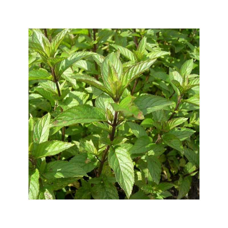 Menthe poivrée