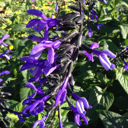 S. guaranitica 'Black and Bloom'