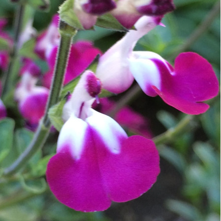 S. microphylla 'Cherry Lips'