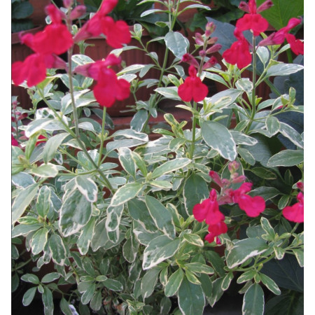 S. greggii 'Desert Blaze'