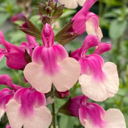 S. greggii 'Mirage Bicolor'