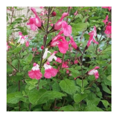 S. microphylla 'Pink Lips'