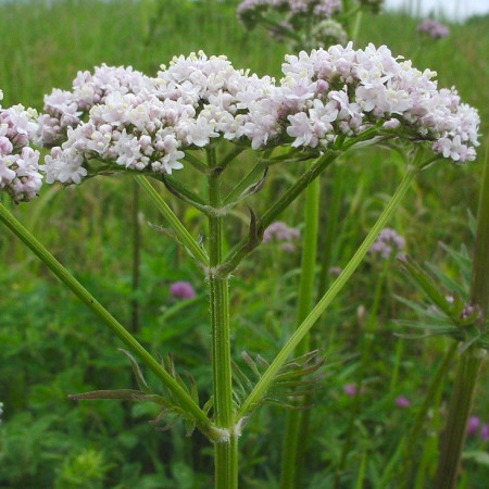 Valériane officinale