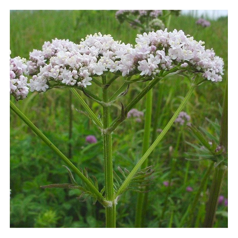 Valériane officinale