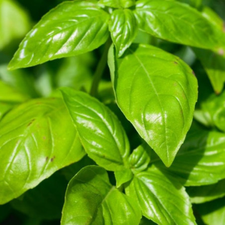 Basilic Grand Vert