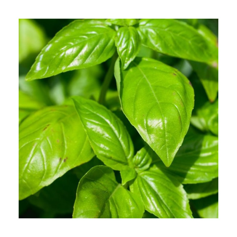 Basilic Grand Vert