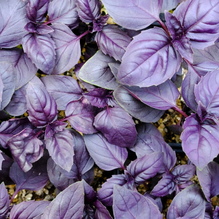 Basilic pourpre