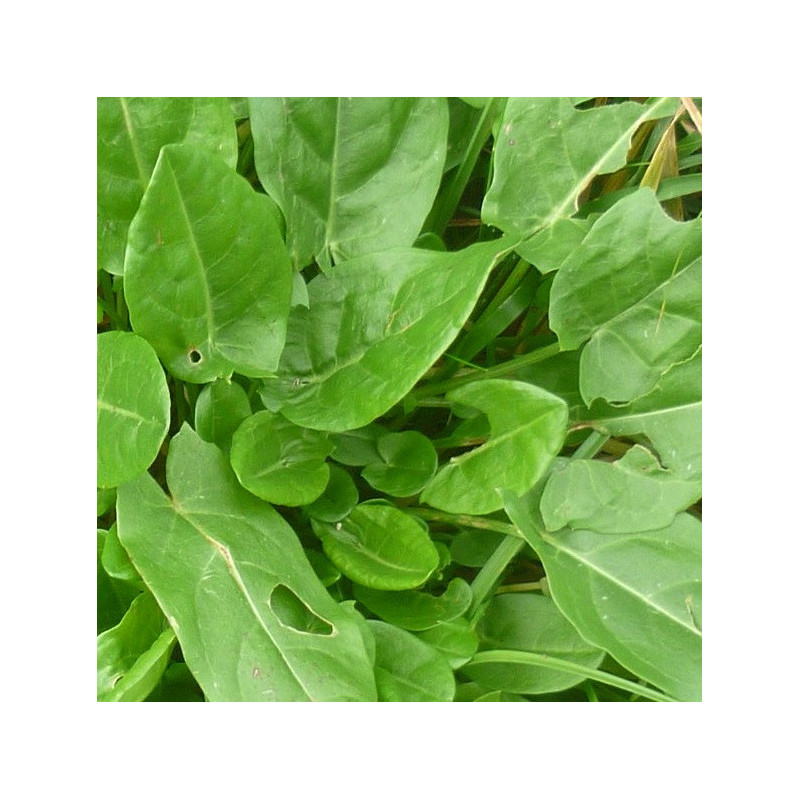 Oseille Verte