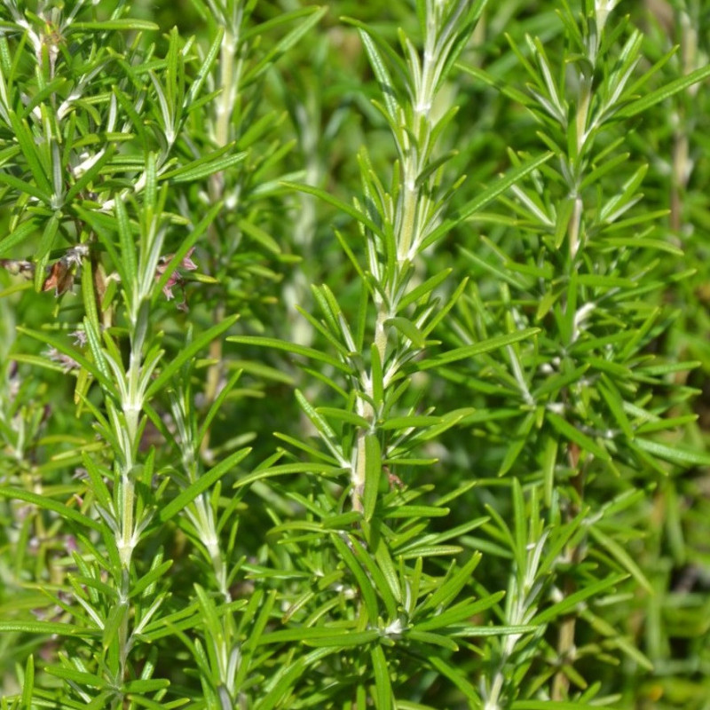 Romarin officinal