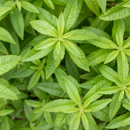 Verveine citronnelle