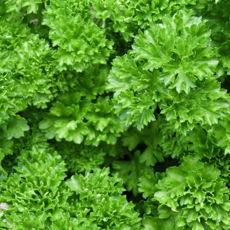 Persil frisé