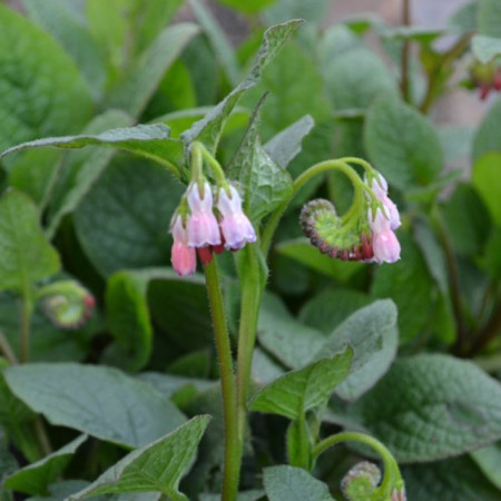 Consoude 'Hidcote Pink'