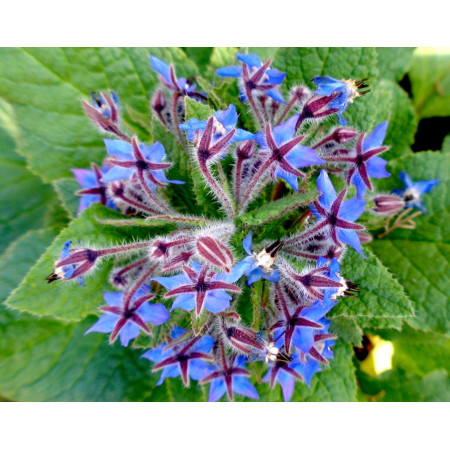 Grande Bourrache du Caucase