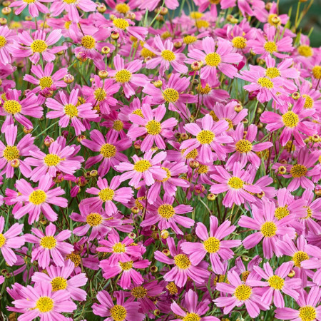 Coreopsis 'American Dream'