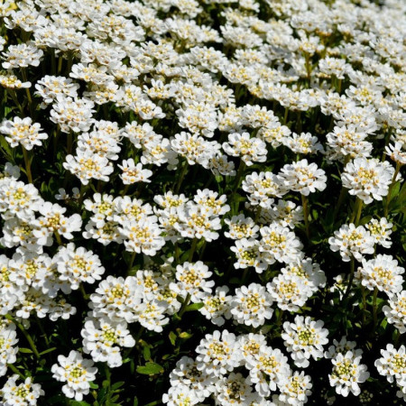 Iberis Corbeille d'Argent