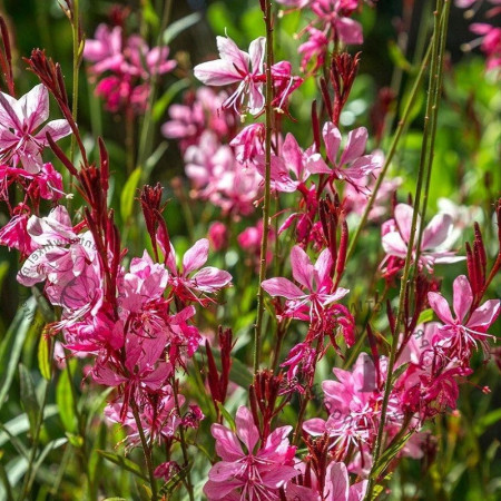 Gaura rose 'Siskiyou Pink'