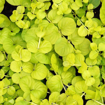 Lysimaque rampante dorée