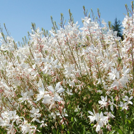 Gaura blanche 'Short Form'