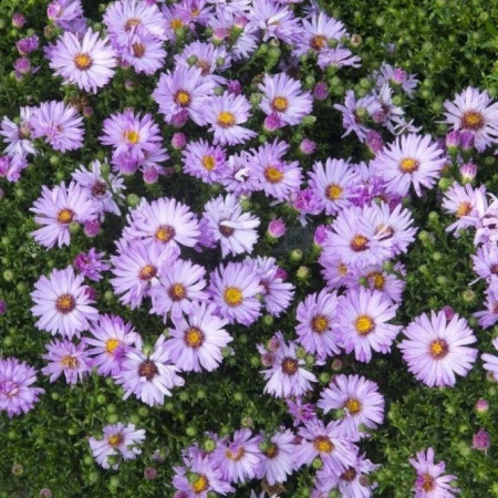 Aster nain d'automne 'Marjorie'