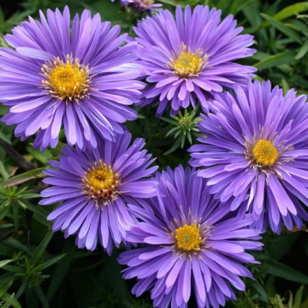 Aster nain d'automne 'Augenweide'