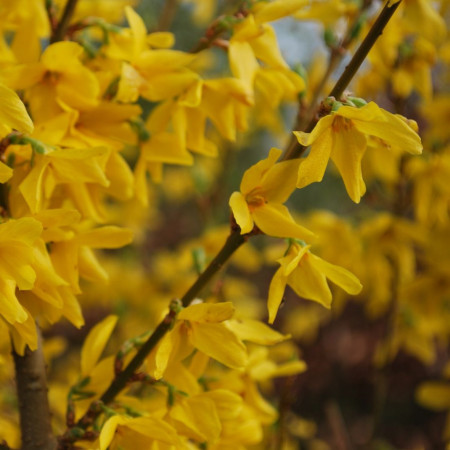 Forsythia 'Lynwood'