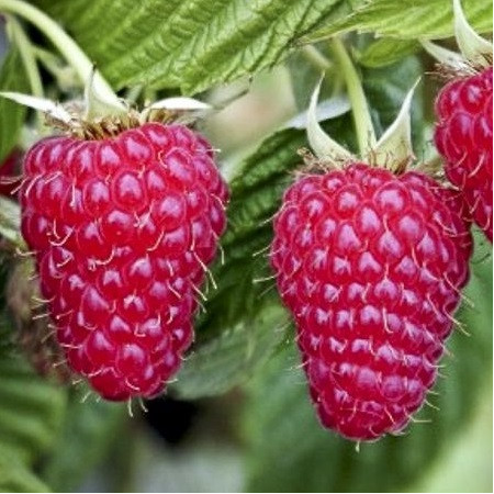 Framboisier 'Autumn Happy'