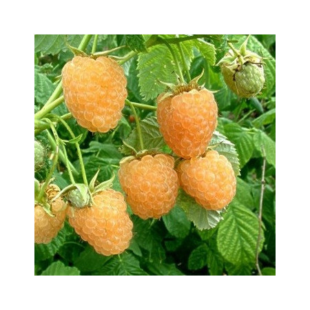 Framboisier 'Fall Gold'