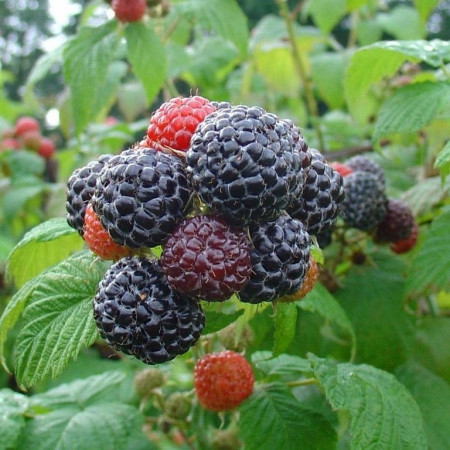 Mûroise 'Black Jewel'