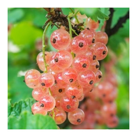 Groseillier 'Gloire des Sablons'