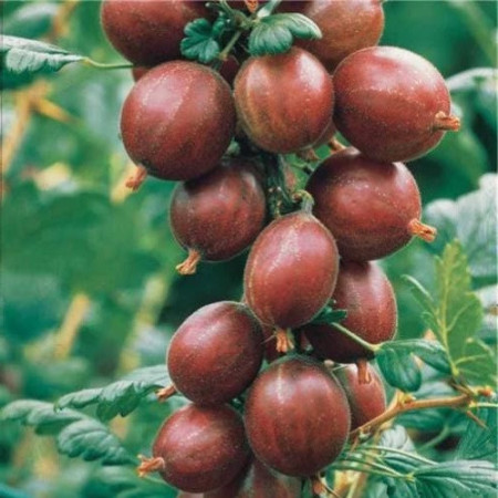 Groseillier à maquereaux 'Winham's Industry'