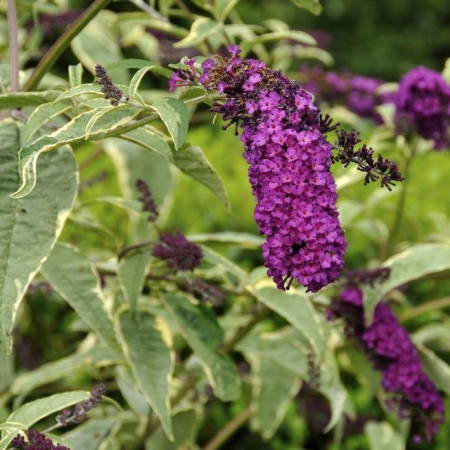 Buddleia 'Harlequin'