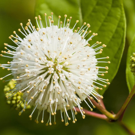 Cephalanthus occidentalis