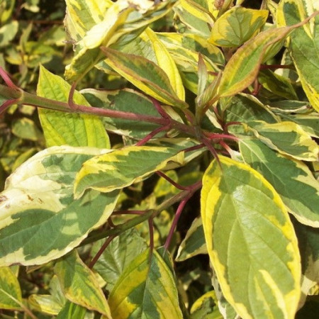 Cornouiller blanc 'Gouchaultii'