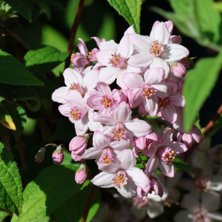 Deutzia 'Mont Rose'