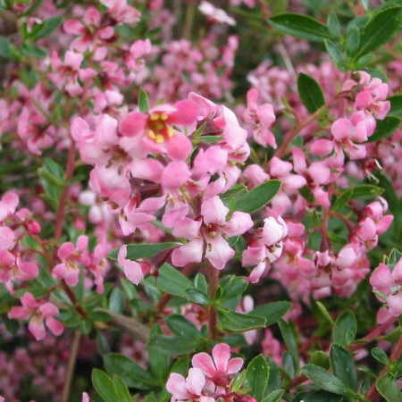 Escallonia 'Donald Seedling'