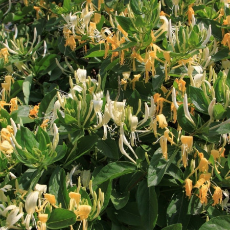 Chèvrefeuille du Japon 'Hall's Prolific'