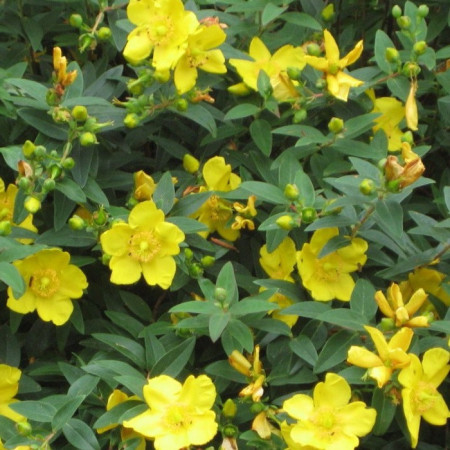 Millepertuis arbustif 'Hidcote'