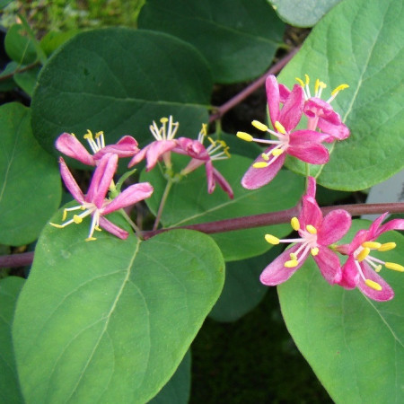 Chèvrefeuille de Tatarie 'Hack's Red'