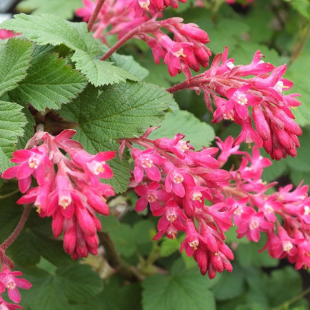 Groseillier à fleurs 'King Edward VII'